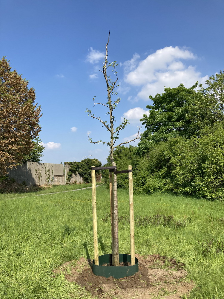 Im Bild: Der gepflanzte, befestigte und mit Gießring versehene Baum – eine Birne ‚Alexander Lucas“ – auf der Obstwiese am Schicksbaum im Stadtbezirk Krefeld-West.